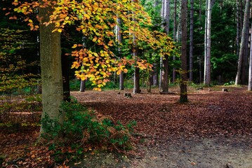 Naklejka premium Autumn Fall Colors Landscape with Red Yellow and Green Trees Reflected in Calm Water | Colorful Foliage, Reflection, and Serene Nature Scene Showing Seasonal Beauty of Fall 