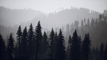 Naklejka premium Dark silhouettes of tall pine trees rise against a backdrop of misty, fog covered hills. The ethereal scene captures the quiet beauty of early morning light filtering through the haze.