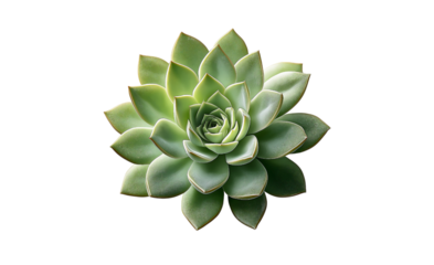 Green Succulent Plant Top View isolated on a transparent background 1