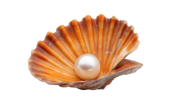Single pearl in orange scallop shell isolated on a transparent background