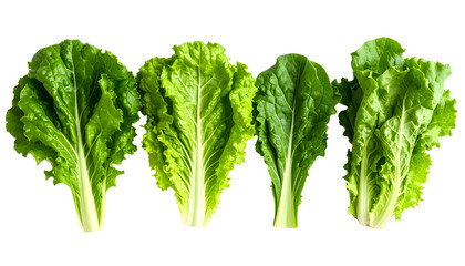 Four fresh, vibrant green lettuce leaves arranged in a row against a stark black background