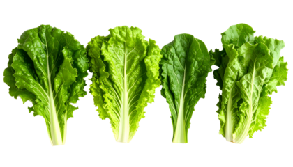 Four fresh, vibrant green lettuce leaves arranged in a row against a stark black background