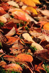 Autumn Fall Colors Landscape with Red Yellow and Green Trees Reflected in Calm Water | Colorful Foliage, Reflection, and Serene Nature Scene Showing Seasonal Beauty of Fall
