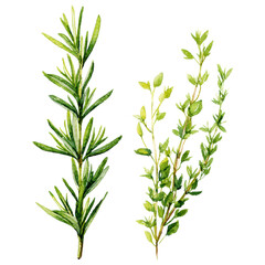 Fototapeta premium Fresh herb sprig rosemary thyme green leaves natural botanical illustration calm Clipart Photo isolated on transparency background