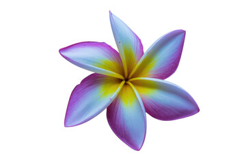 Naklejka premium A vibrant Plumeria flower with white, yellow, and pink-purple petals, showcasing its exotic beauty on a transparent background. background removed