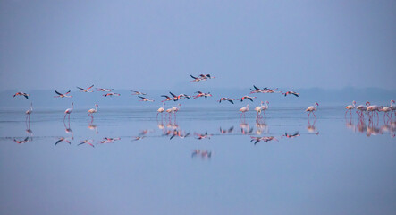 Flamingos or flamingoes on a lake in a breeze morning searching for food
