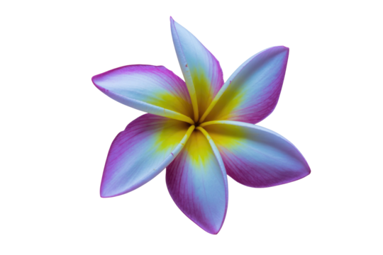 A vibrant Plumeria flower with white, yellow, and pink-purple petals, showcasing its exotic beauty on a transparent background. background removed