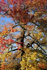 Autumn Fall Colors Landscape with Red Yellow and Green Trees Reflected in Calm Water | Colorful Foliage, Reflection, and Serene Nature Scene Showing Seasonal Beauty of Fall
