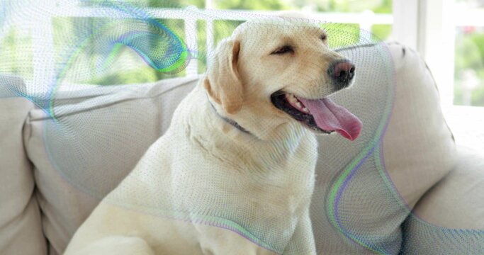 Fototapeta Panting pale yellow Labrador retriever sitting on light beige sofa in sunroom, with grey collar