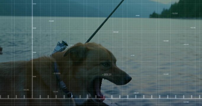 Fototapeta Standing brown dog wearing harness collar and leash panting in lake water, tree-covered shoreline
