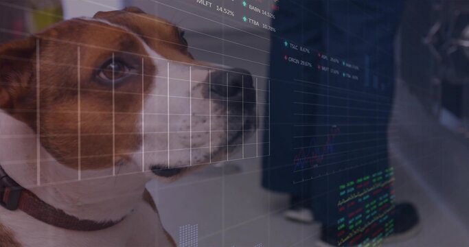 Sitting terrier-type dog wearing collar facing monitor in office with chart overlays, copy space
