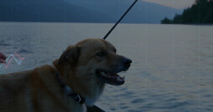 Fototapeta Standing brown dog wearing collar holding black leash at boat edge at dusk, overlooking large lake