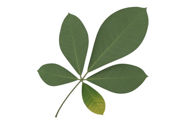 Fototapeta premium A fresh green palmate leaf with five leaflets, one exhibiting slight yellowing, against a dark transparent background, perfect for nature themes. background removed