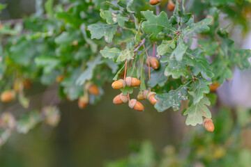 Here is a CloseUp View of Royal Oak Tree Acorns and Their Beautiful Green Leaves Framing Nature