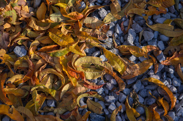 fallen yellow leaves on gray stones