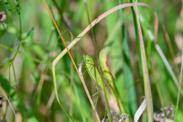 A Green Grasshopper Effectively Camouflaged Within Its Natural Habitat Environment