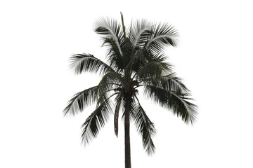 Obraz premium A beautiful palm tree with bright, backlit fronds against a solid transparent background, perfect for tropical designs or summer themes. background removed