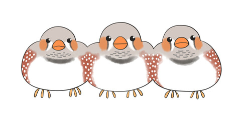 キンカチョウ　ノーマル