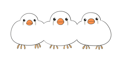 キンカチョウ　チェストナット・フランク・ホワイト