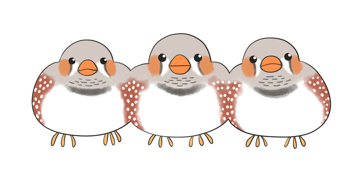 キンカチョウ　ノーマル