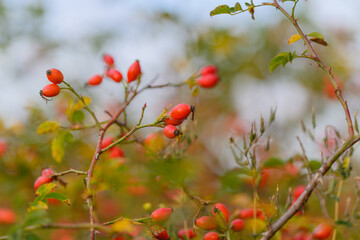 Vibrant and Lush Wild Rose Hips Found in Their Natural Habitat During Autumn Season