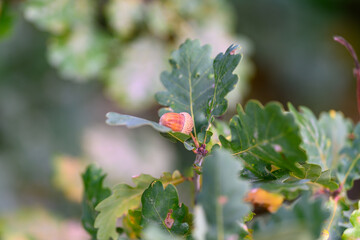 Detailed closeup view of Oak Leaves that elegantly displays an Acorn nestled among them