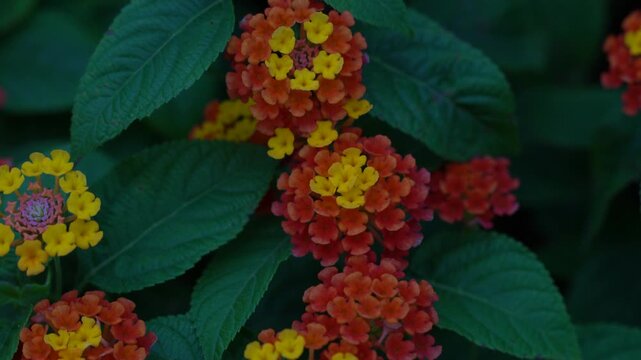 Vibrant Multicolored Lantana Flowers and Green Leaves Pattern