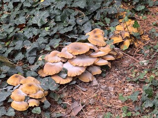 Cluster of wild mushrooms growing among ivy and pine needles on forest floor, displaying natural textures and earthy tones in a woodland environment.