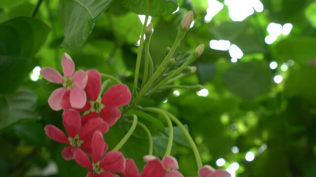 Vibrant Rangoon Creeper Flowers Blooming with Bokeh Background