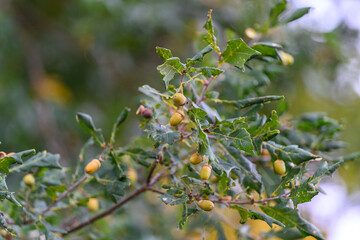 Obraz premium A Green Tree Branch with Unripe Fruits, showcasing natures bounty and ongoing growth