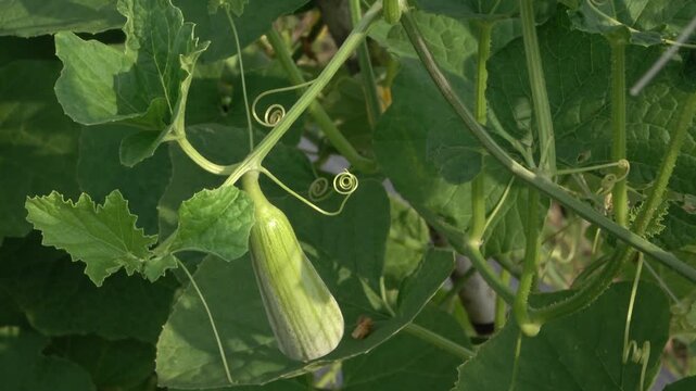 Bottle Gourd Vine Growth with Unripe Fruit and Tendrils Close-up