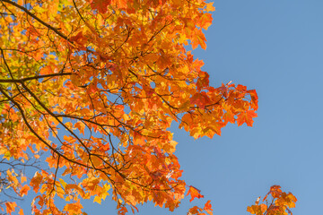 The Beautiful and Vibrant Autumn Leaves are Set Against a Clear, Bright Blue Sky Above