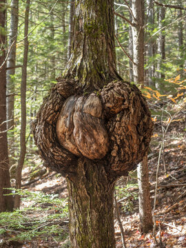 A burl is a large woody, rounded swelling growth usually found on a tree trunk. "Burl wood" is prized for it's unusual grain pattern.
