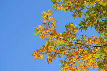 Obraz premium The Beautiful and Vibrant Autumn Leaves Stand Out Against a Clear Blue Sky Above