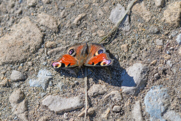 A Beautiful and Colorful Butterfly Resting on the Ground Surrounded by Small Pebbles