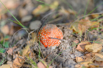 A Vibrant Red Mushroom Nestled Among Colorful Leaves in a Tranquil Autumn Forest Setting