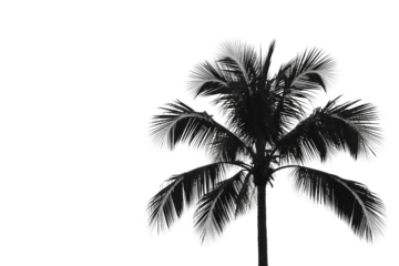 A dramatic black silhouette of a tropical palm tree with prominent white outlines on its fronds, isolated against a solid transparent background. background removed