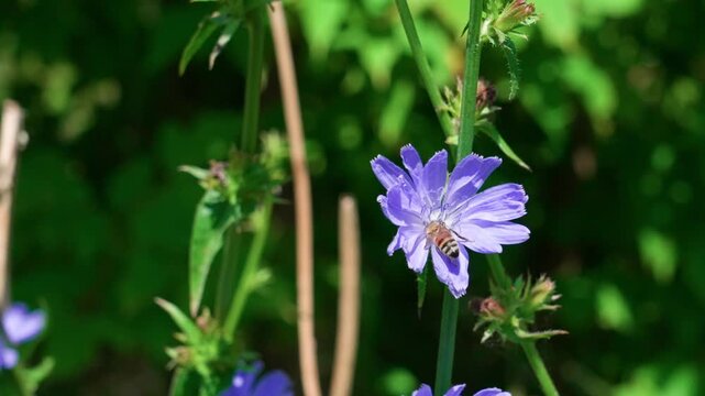 A honey bee collects nectar from a common chicory flower. The purple blossom sways gently in the wind, captured in a medium shot