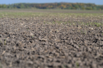 Expansive Field with Vibrantly Freshly Sprouted Plants Growing on the Dry Soil Below