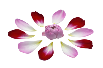 Pink flower bud surrounded by an array of vibrant pink and red petals, arranged artfully on a transparent background. background removed