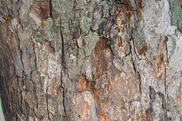 The Textured Tree Bark Exhibits Beautiful Natural Patterns and Diverse Colors That Captivate