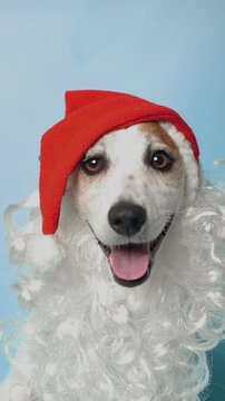 Portrait a dog dressed as Santa Claus hat and beard, looking at the camera with a happy expression. Christmas concept.