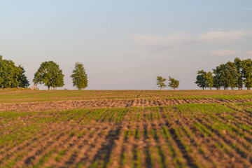 Serene Agricultural Landscape Featuring Lush Green Trees and Breathtaking Beauty