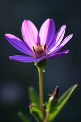 Fototapeta premium Single purple wildflower with dew drops, morning light, detailed texture, shallow depth of field Extreme close up, macro photography of a single, perfect purple wildflower. Tiny, sparkling dew drops