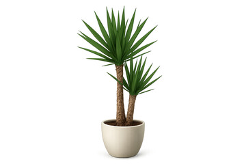 Fototapeta premium Two-trunk yucca plant in beige ceramic pot