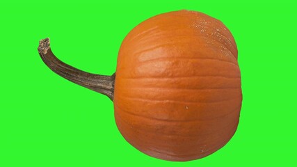Rotating Pumpkin on Green Screen in Seamless Loop