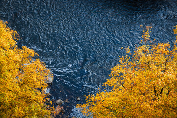Yellow autumn foliage trees with river Vltava on background, aerial view