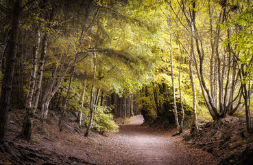 Haldon forest path in autumn 
