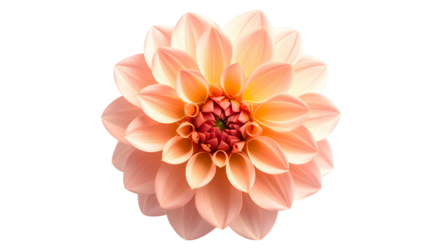 A fully bloomed dahlia with soft peach and coral petals set against a stark black backdrop