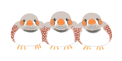 キンカチョウ　ノーマル